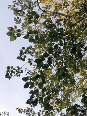 Cordia truncatifolia