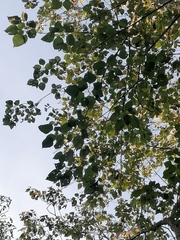 Cordia truncatifolia