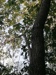 Cordia truncatifolia