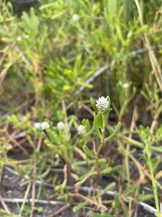Blutaparon vermiculare