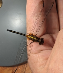 Orthemis concolor