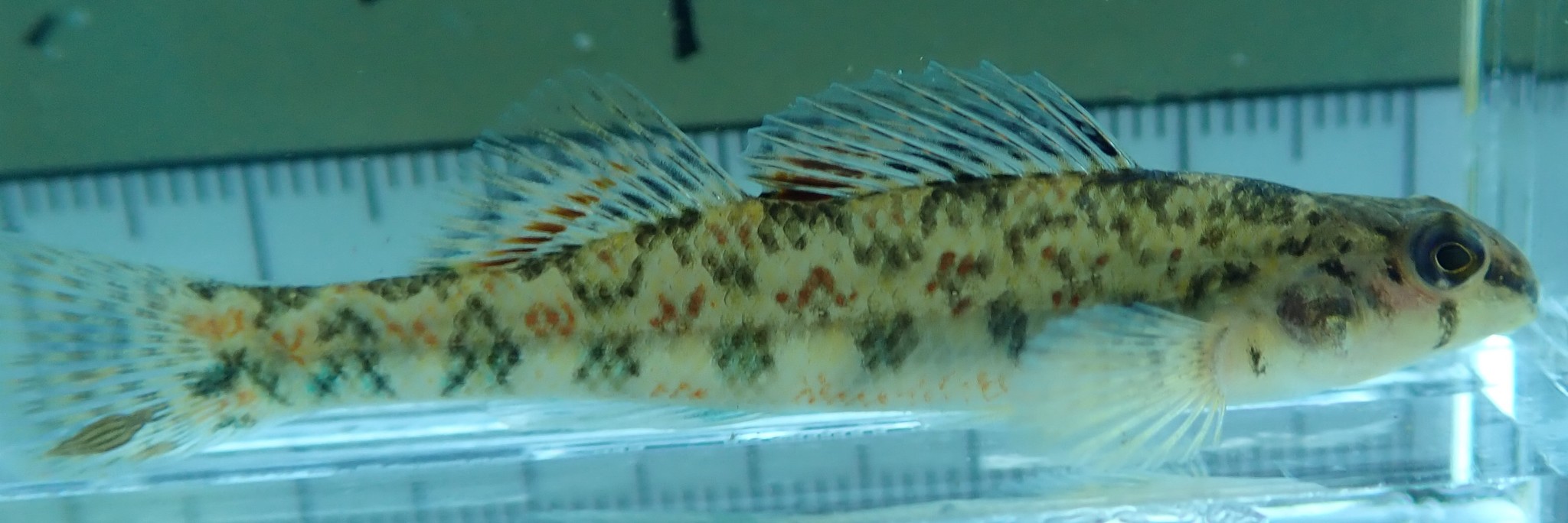 Etheostoma lachneri Suttkus & Bailey, 1994