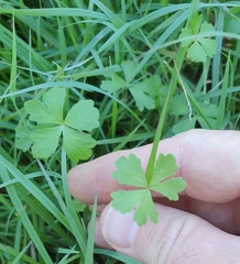 Hydrocotyle paludosa