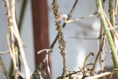 Ceroplastes cirripediformis