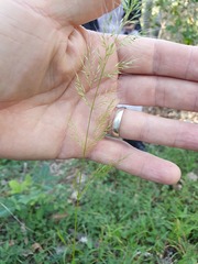 Dichelachne micrantha