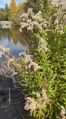 Spiraea salicifolia