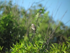 Sporophila pileata
