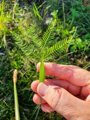 Acacia maidenii