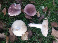 Russula versicolor