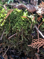 Brotherella recurvans