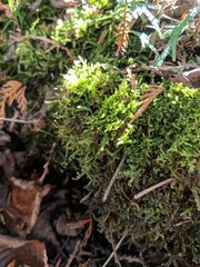 Brotherella recurvans