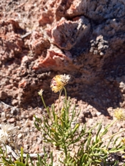 Gaillardia multiceps