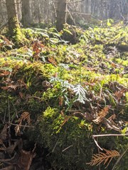 Brotherella recurvans