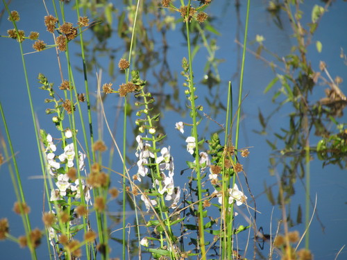 Angelonia salicariifolia