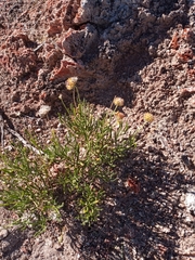 Gaillardia multiceps