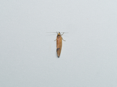 Delexocha ochrocausta