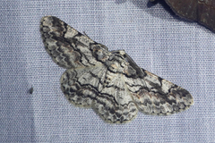 Hymenomima memor