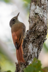 Olivaceous Woodcreeper photo 2
