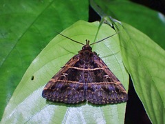Bertula delosticha