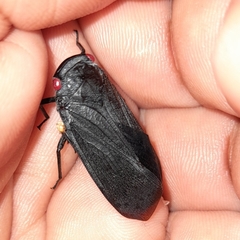 Poiocerinae