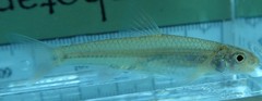 Notropis ammophilus