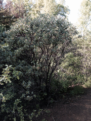 Arctostaphylos manzanita