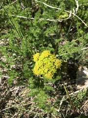 Lomatium grayi