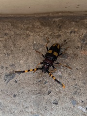 Dendrobias mandibularis