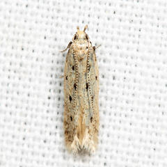 Monochroa quinquepunctella