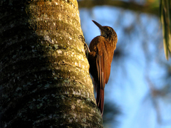 Dendrocolaptes platyrostris