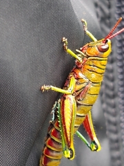 Agesander ruficornis