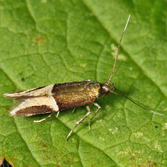 Enchrysa dissectella