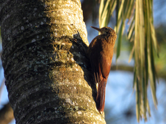Dendrocolaptes platyrostris