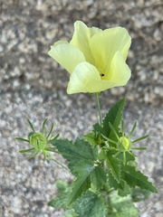 Hibiscus ribifolius