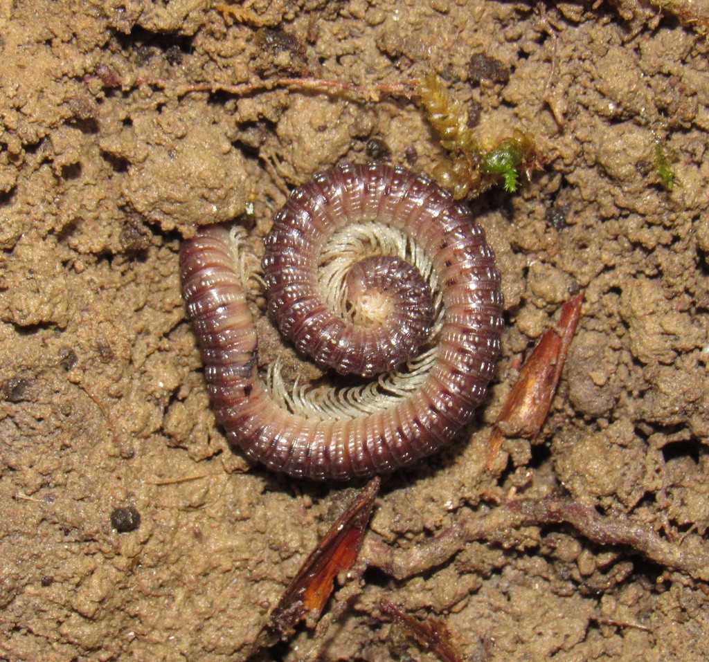 Violet Ridged Millipede