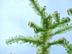 Brotherella recurvans