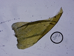 Brotherella recurvans