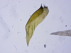 Brotherella recurvans