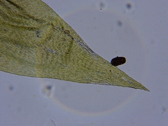 Brotherella recurvans