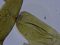 Brotherella recurvans