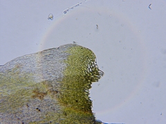 Brotherella recurvans