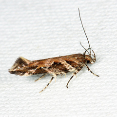 Aristotelia fungivorella