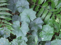 Hydrocotyle callicephala