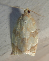 Adoxophyes negundana