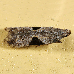 Aristotelia isopelta