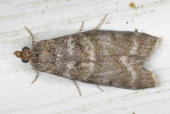 Ortholepis pasadamia