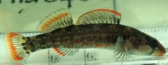 Etheostoma chuckwachatte