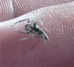 Leptofreya ambigua
