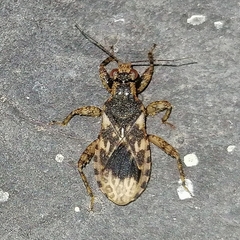 Homalocoris