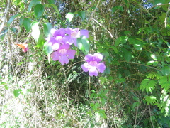 Bignonia callistegioides